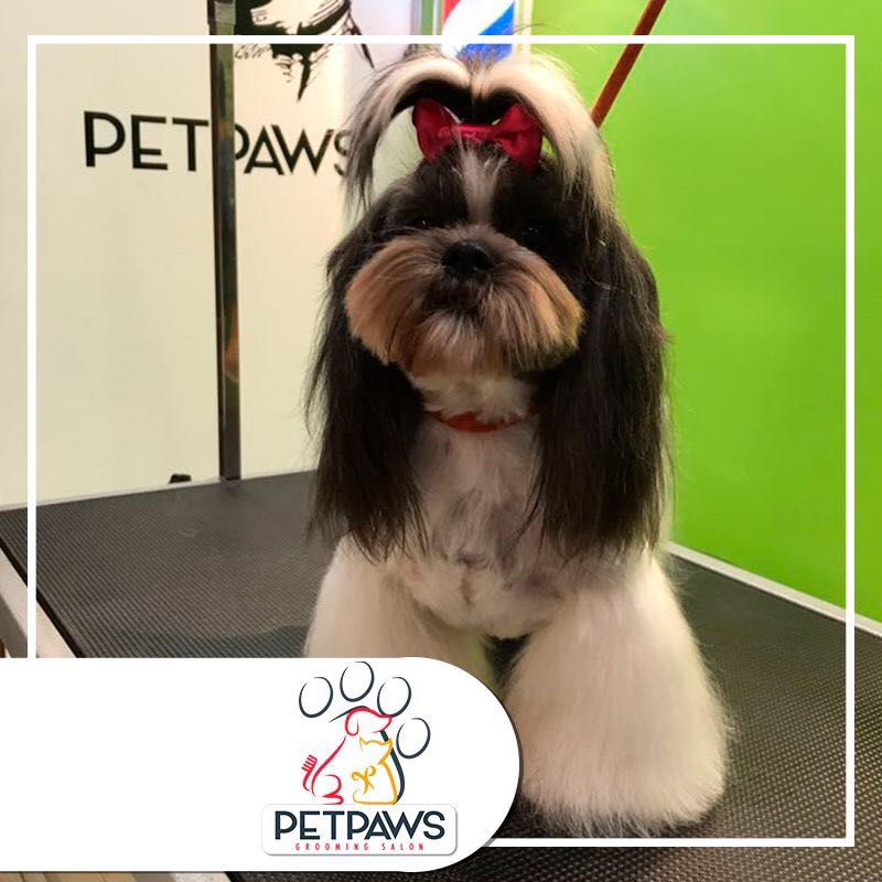 Grooming | Petpaws Grooming Salon