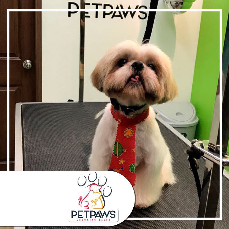 Grooming | Petpaws Grooming Salon