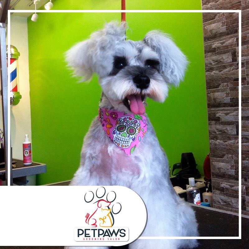 Grooming | Petpaws Grooming Salon